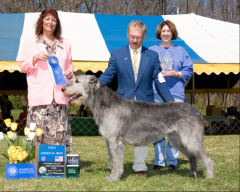 Conformation Bitches American Bred Winner