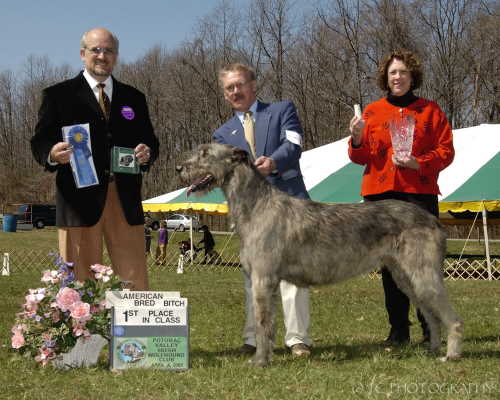 Conformation Bitches American Bred Winner