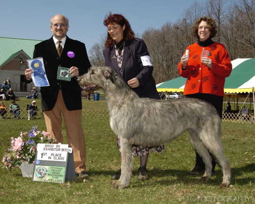Conformation Bitches Bred by Exhibitor Winner