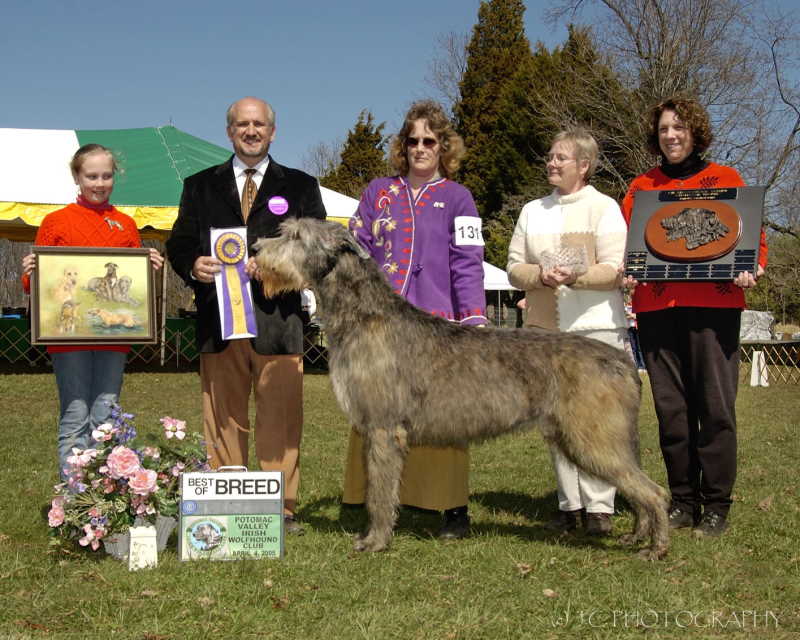 Conformation Best of Breed