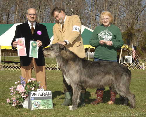 Non-regular Veteran Dog Winner